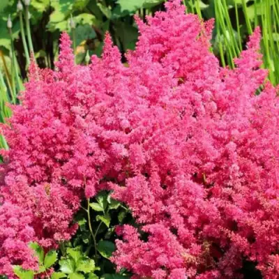 Астильба САННИ ДЕЙ гибридная в Речице