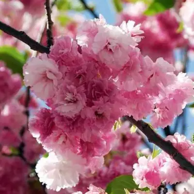 Сакура ПИНК ПЕРФЕКШН в Речице