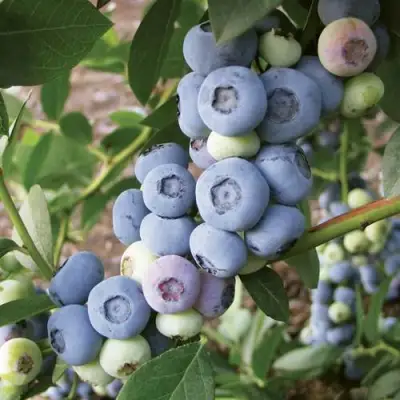 Голубика ЛИБЕРТИ в Речице