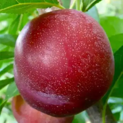 Слива БЕРБАНК ГИГАНТ в Речице