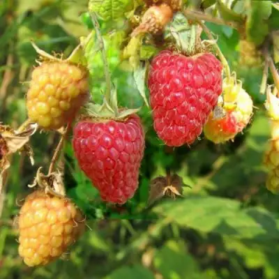 Малина РАДЗИЕВА в Речице