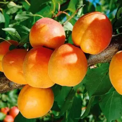 Абрикос СПАДЧЫНА в Речице