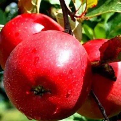 Яблоня РЕДФРИ в Речице