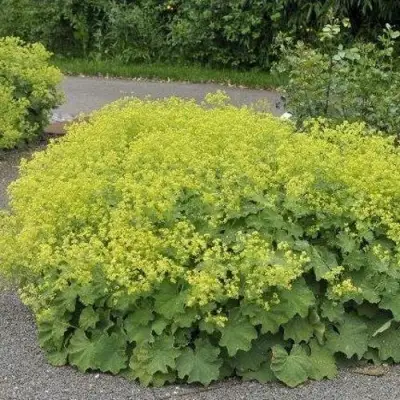 Манжетка ТРИЛЛЕР мягкая в Речице