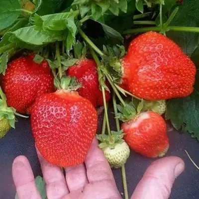 Клубника АЗИЯ в Речице