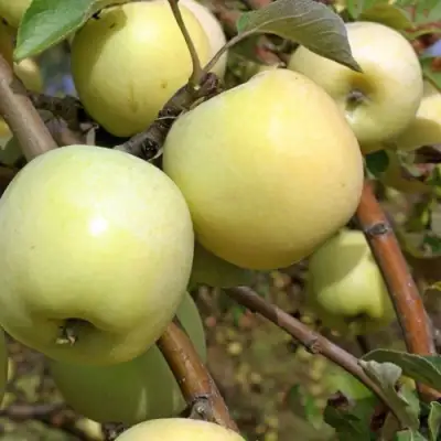 Яблоня АНТОНОВКА ОБЫКНОВЕННАЯ в Речице