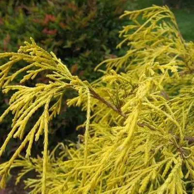 Кипарисовик ВАВЕЛ горохоплодный в Речице