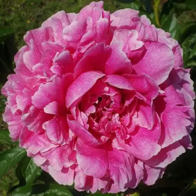 Пион ЗЕ ФОН травянистый в Речице