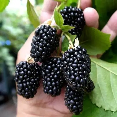 Ежевика ПРАЙМ АРК 45 ремонтантная   в Речице