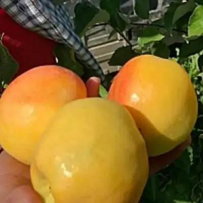 Яблоня АНТОНОВКА ЗОЛОТАЯ в Речице