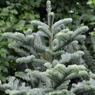 Пихта благородная в Речице