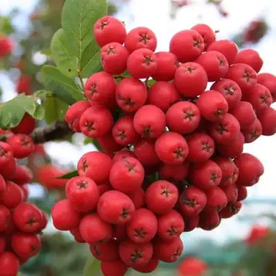 Рябина АЛАЯ КРУПНАЯ сладкоплодная в Речице