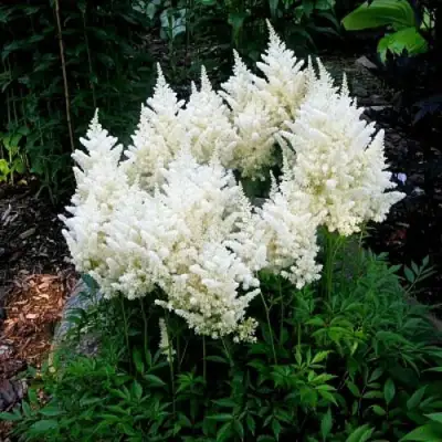 Астильба ДОЙЧЛАНД японская в Речице