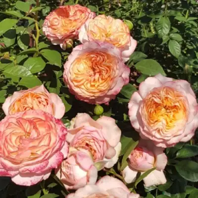 Роза СУРИР ДЕ ХАВР чайно-гибридная в Речице