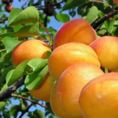 Абрикос ЭДЕЛЬВЕЙС в Речице