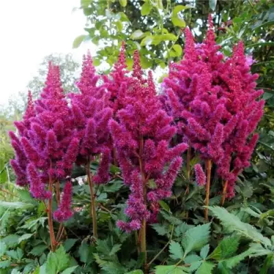 Астильба ВИЖНС китайская в Речице