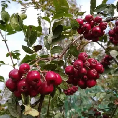 Рябина ГРАНАТНАЯ сладкоплодная в Речице