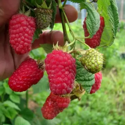 Малина ЛЯЧКА (ЛАШКА, ЛЯШКА) в Речице