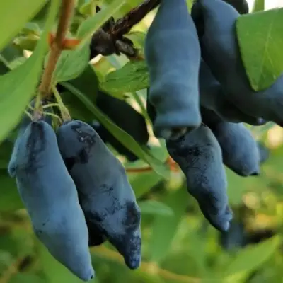 Жимолость съедобная СИЛЬГИНКА в Речице