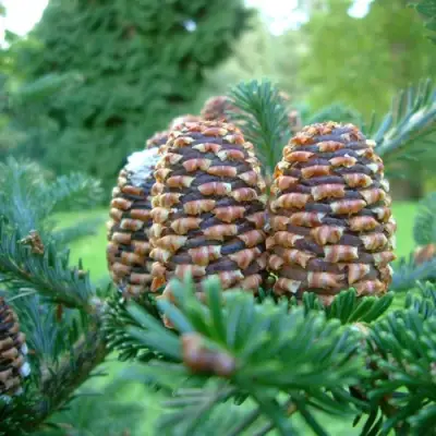 Пихта ФРАЗЕРА в Речице