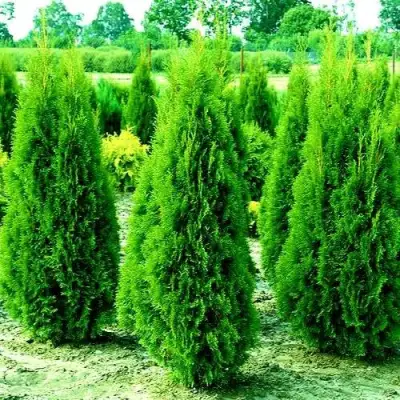 Туя ВИДМАНТ западная в Речице