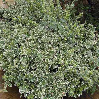 Бересклет ЭМЕРАЛЬД ГАИТИ форчуна  в Речице