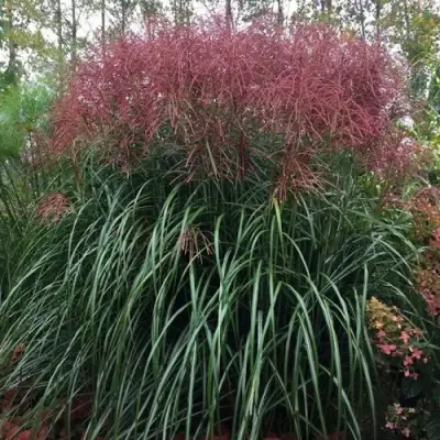 Мискантус МАЛЕПАРТУС китайский  в Речице