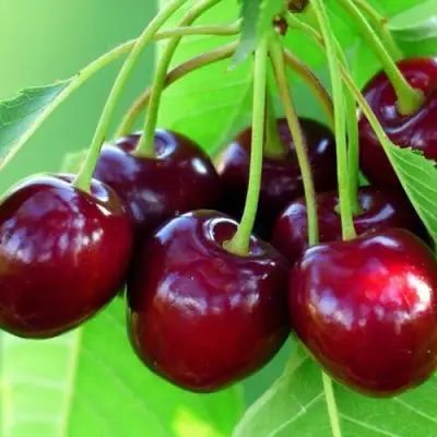 Вишня ВЯНОК в Речице