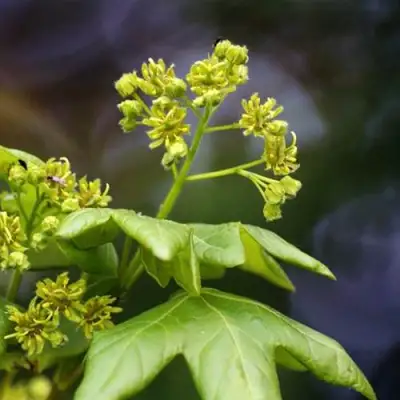 Клен полевой в Речице