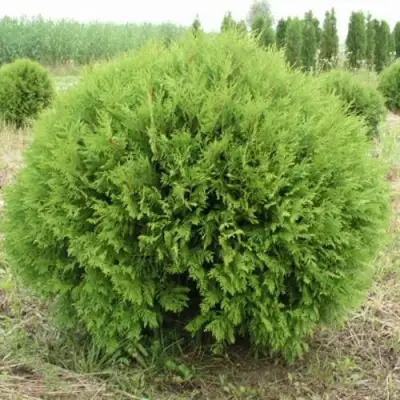 Туя ГЛОБОЗА западная в Речице