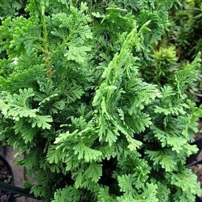 Туя ЗМАТЛИК западная в Речице