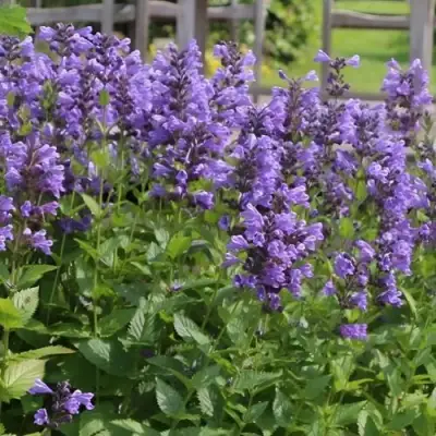 Котовник БЛЮ ДРИМС полусидячий в Речице