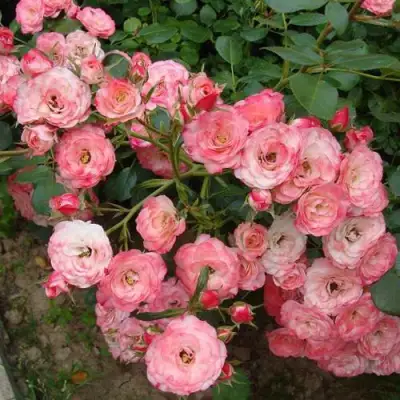 Роза ПАТ ДЕ ВЕЛЮР шраб в Речице