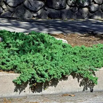 Можжевельник НАНА лежачий в Речице