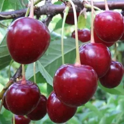 Вишня ТУРГЕНЕВКА в Речице