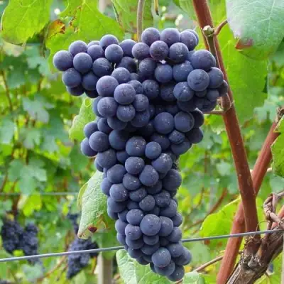 Виноград МУКУЗАНИ в Речице