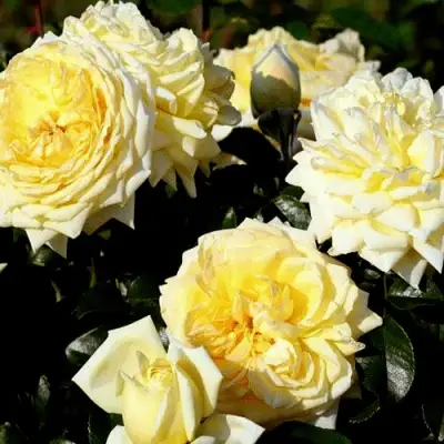 Роза НАДЯ МЕЙДИЛАНД почвопокровная в Речице