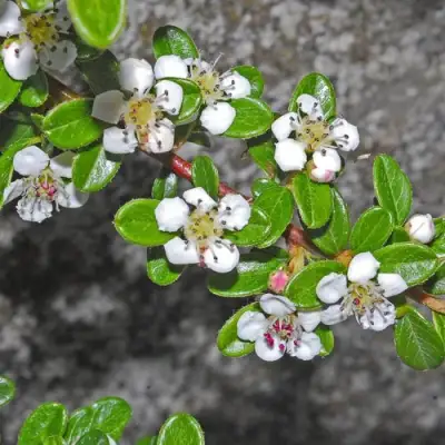 Кизильник ТАНГСТЕДТ горизонтальный  в Речице