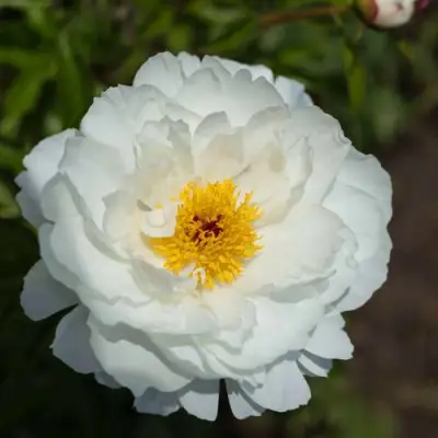 Пион МИСС АМЕРИКА травянистый в Речице