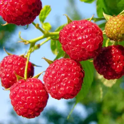 Малина МЕТЕОР в Речице