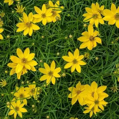 Кореопсис мутовчатый в Речице