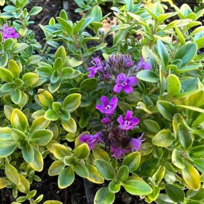 Тимьян АРЧЕРЗ ГОЛД в Речице