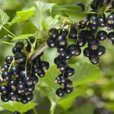 Смородина черная БЕН КОНАН в Речице