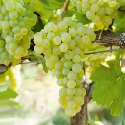 Виноград КИШМИШ МУСКАТНЫЙ в Речице