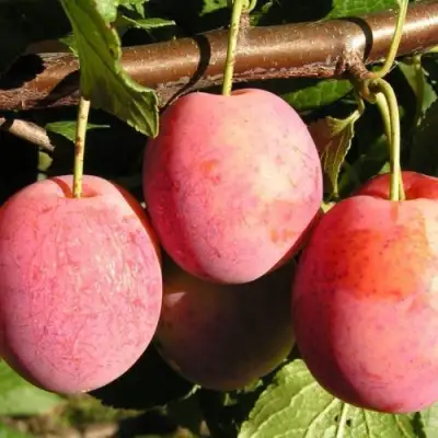 Слива ВИКТОРИЯ в Речице