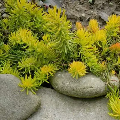 Очиток (седум) АНГЕЛИНА оттогнутый в Речице