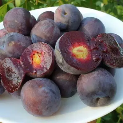 Сливово-вишневый гибрид МЕЙНОР в Речице