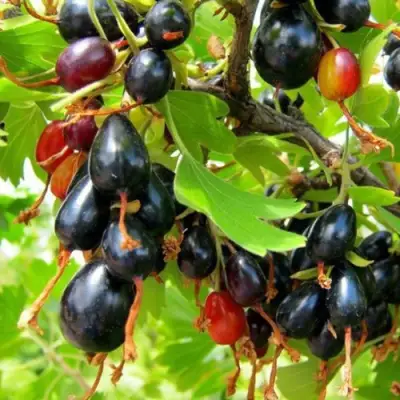 Смородина золотистая БОКАЛИНСКАЯ в Речице