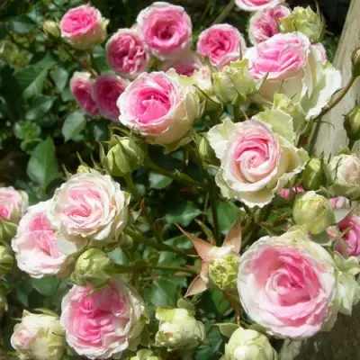 Роза МИМИ ЭДЕН спрей в Речице