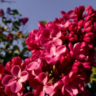 Сирень КРАСНАЯ МОСКВА в Речице